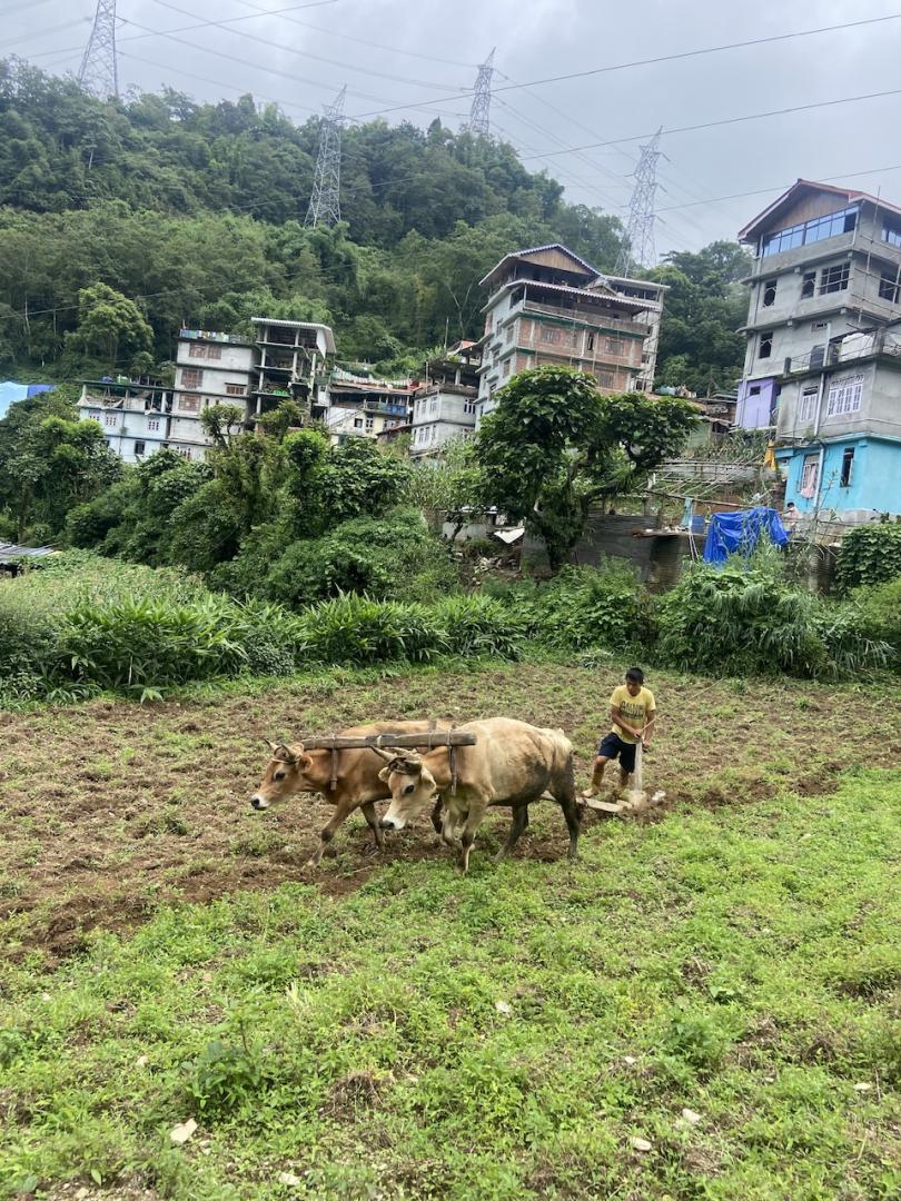 SUNAULO ANI SAMRIDDHA SIKKIM Connect To Earth